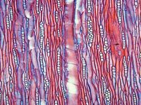 Tangential section
